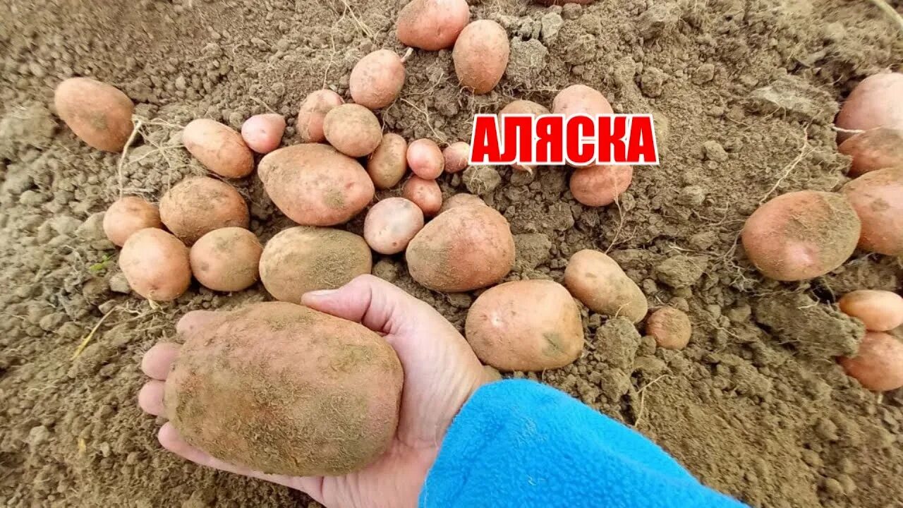 Картофель аляска описание сорта фото отзывы Урожай картофеля из миниклубней Сорт Аляска - YouTube