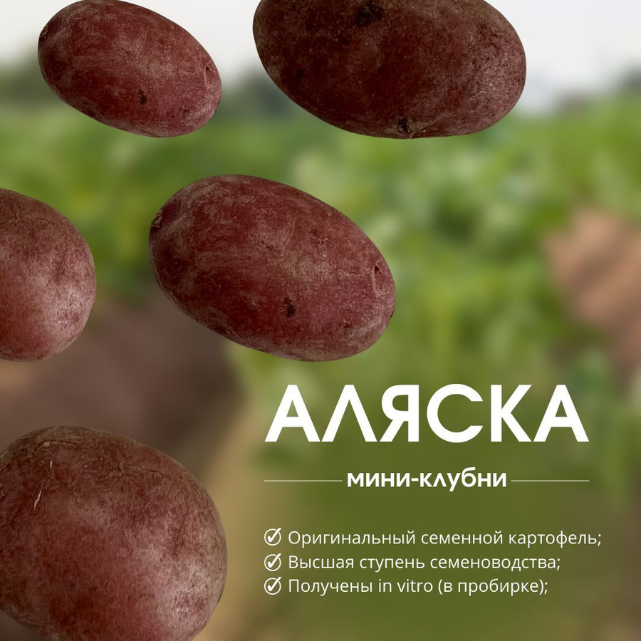 Картофель аляска описание сорта фото отзывы Клубни Картофеля Нандин - купить на OZON по низкой цене