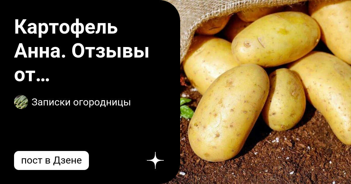 Картофель анна фото Картофель Анна. Отзывы от выращивающих Картофель Анна появился сравнительно. Зап