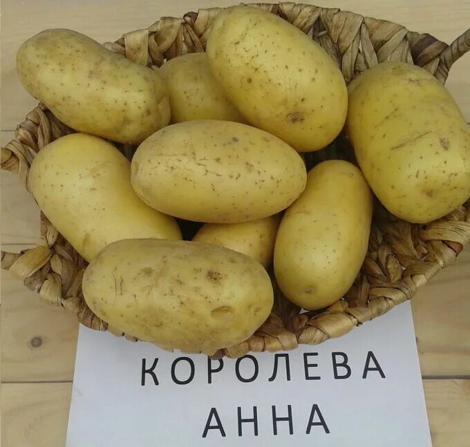 Картофель анна фото Королева Анна Картофель Семенной (Репродукция ЭЛИТ). Семена овощей