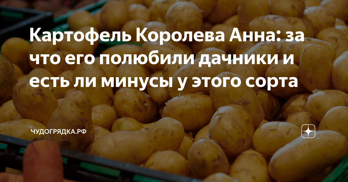 Картофель анна описание сорта фото отзывы Картофель Королева Анна: за что его полюбили дачники и есть ли минусы у этого со