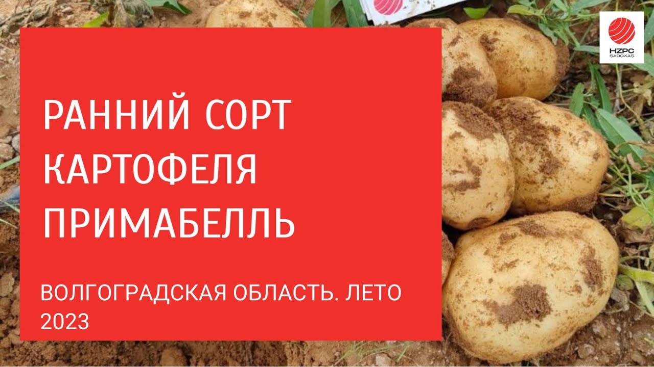 Картофель ариэль описание сорта фото отзывы Ранний сорт картофеля Примабелль. Показываем результат на поле - YouTube