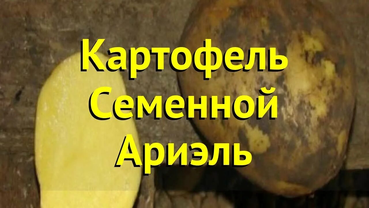 Картофель ариэль описание сорта фото отзывы Картофель семенной. Краткий обзор, описание характеристик, где купить картофель 