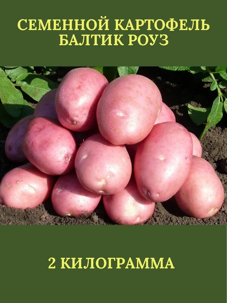 Картофель ароза описание сорта фото Семенной картофель БАЛТИК РОУЗ - 2 килограмма ПОИСК 159323929 купить в интернет-