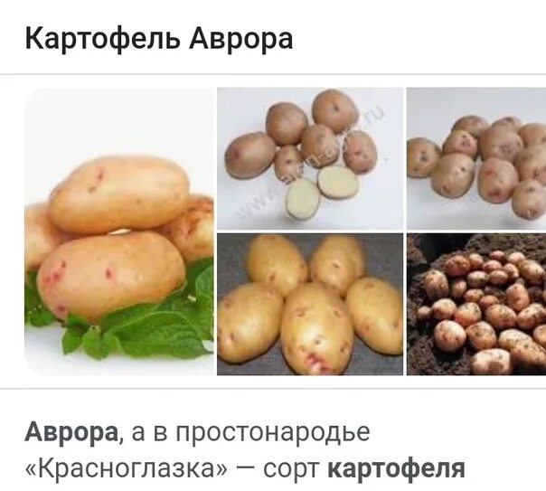 Картофель аврора фото отзывы Aurora seed potatoes. Very productive, delicious. (4 buckets) Questions in perso