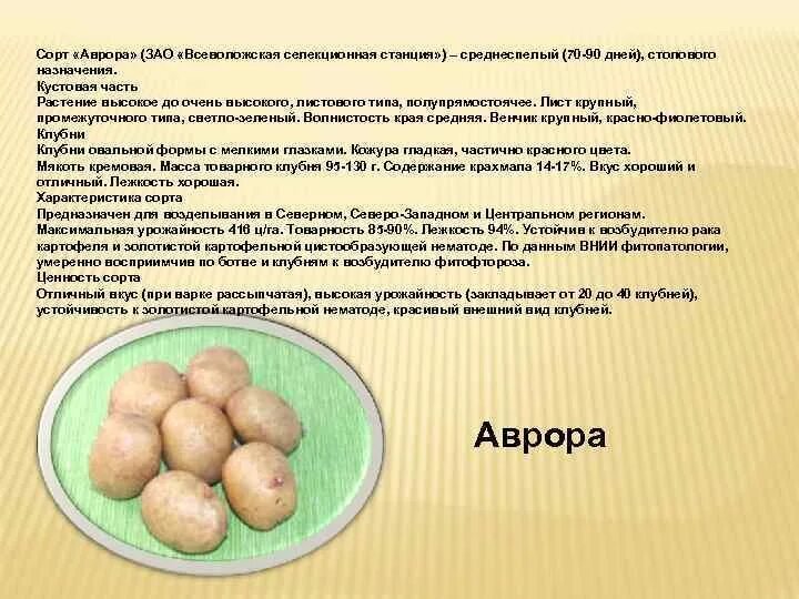 Картофель аврора фото отзывы Картофель Вектор: описание и характеристики сорта, посадка и уход, отзывы с фото