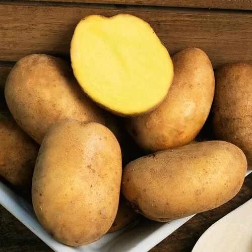 Картофель бамба описание сорта фото отзывы Купить картофель семенной голубизна (2 кг) по цене 10 руб. в интернет магазине "