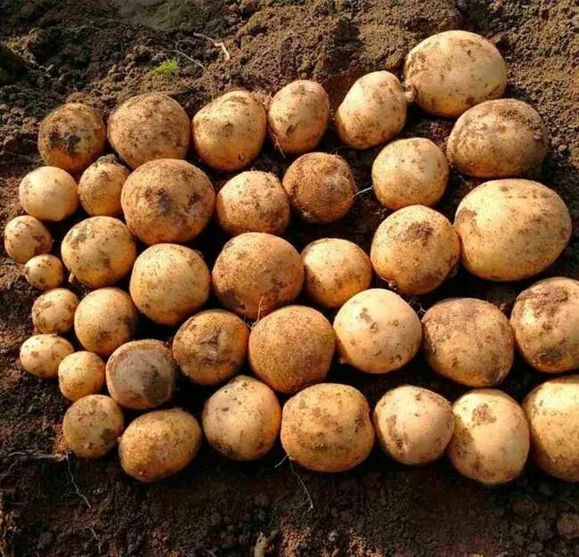 Картофель бамба описание сорта фото отзывы Картофель бамба описание сорта фото отзывы - SadPhoto.ru