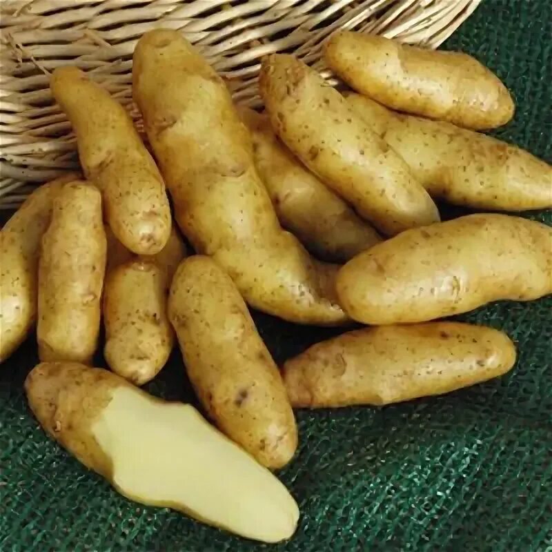 Картофель банан фото Potato Fingerling Russian Banana Potatoes, Fruits and veggies, Fingerling potato