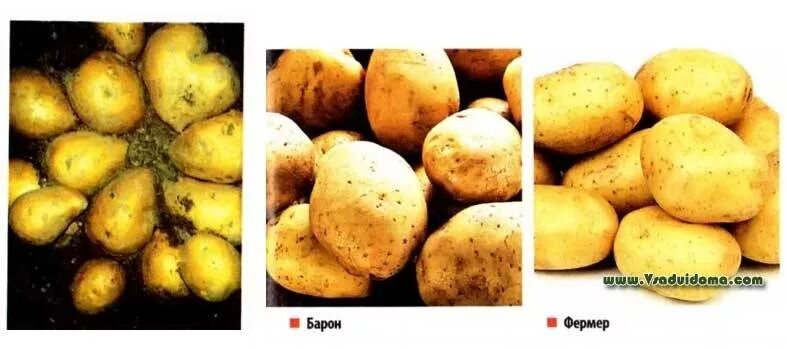 Картофель барон описание сорта фото отзывы Varieties of potato Gala and Baron - my feedback A site about a garden, a summer