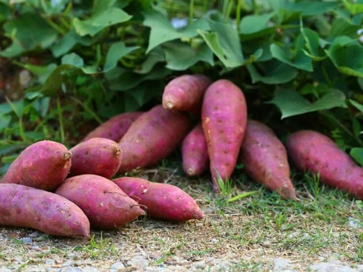 Картофель батат фото Growing Sweet Potatoes Vertically: Planting Sweet Potatoes On A Trellis Growing 