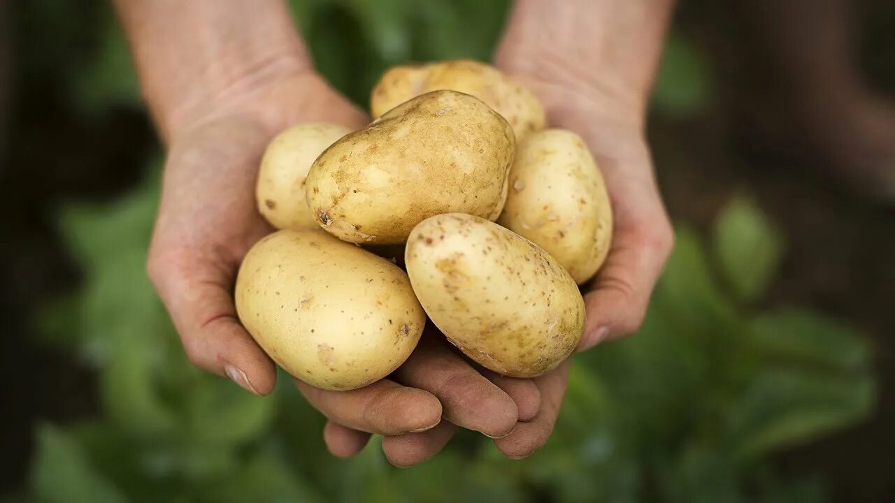 Картофель бельмондо описание сорта фото отзывы Cultivo de papa - YouTube