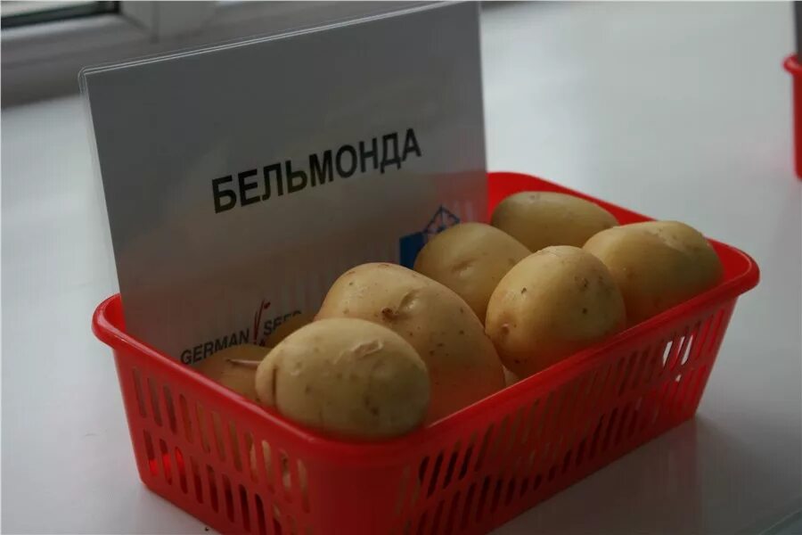 Картофель бельмондо описание сорта фото отзывы Сорт картофеля Бельмондо: Фотообзор Естественные пейзажи Фотогалерея природы на 