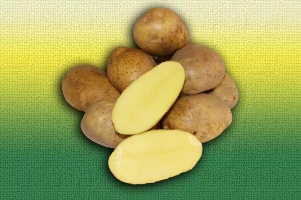 Картофель бельмондо описание сорта фото отзывы Насіння картоплі Ель Мундо компанії КВС