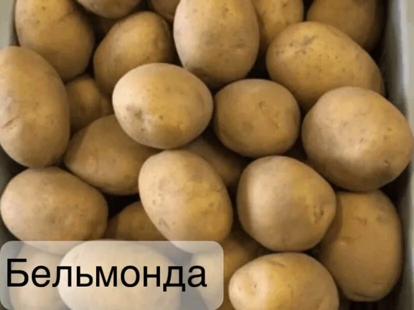 Картофель бельмондо описание сорта фото отзывы Клубни Картофель купить по выгодной цене в интернет-магазине OZON (1557131878)