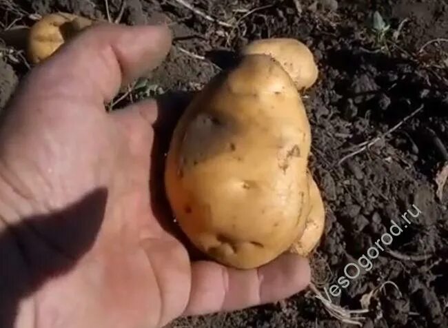 Картофель бельмондо описание сорта фото отзывы Описание сорта картофеля Бельмондо: отзывы и характеристика
