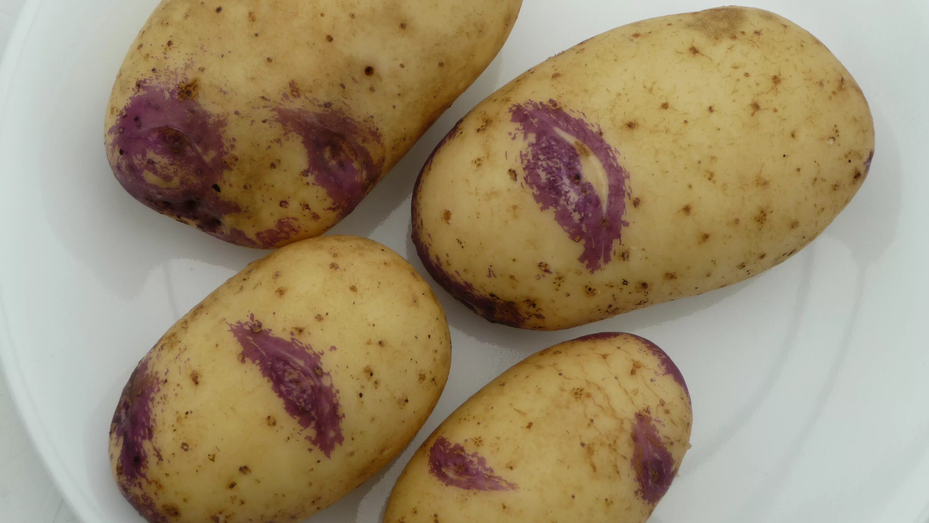 Картофель берлинка описание сорта фото отзывы File:Blue Belle variété de pomme de terre.png - Wikimedia Commons