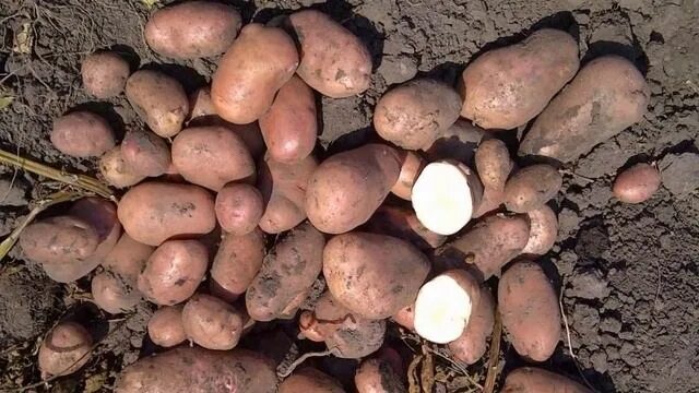 Картофель берлинка описание сорта фото отзывы Картошка Беллароза Описание Сорта - смотреть видео онлайн от "Строительный Челле