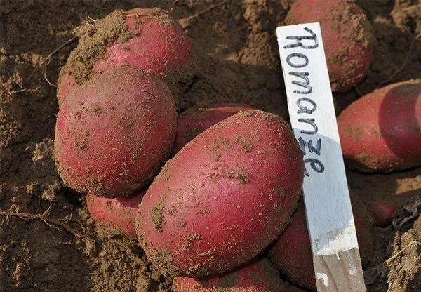 Картофель берлинка описание сорта фото отзывы Сорт картофеля Балтик Роуз: описание и фото Натуралист Фотогалерея природы на di