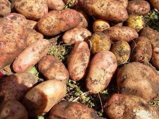 Картофель берлинка описание сорта фото отзывы Картошка,картофель деревенский - купить в Кузнецке, цена 200 руб., продано 22 фе