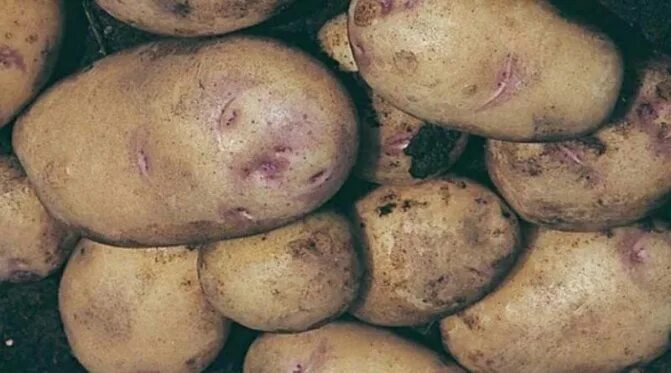 Картофель берлинка описание сорта фото отзывы Красный картофель: с алой кожурой и желтой мякотью, описание сортов, характерист