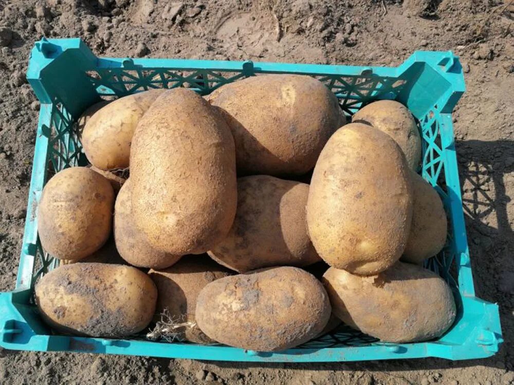 Картофель берлинка описание сорта фото отзывы Картофель Банба (Banba): описание сорта, фото, отзывы, посадка и уход