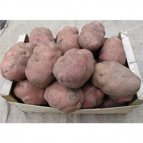 Картофель богатырь фото Фото картофеля сынок