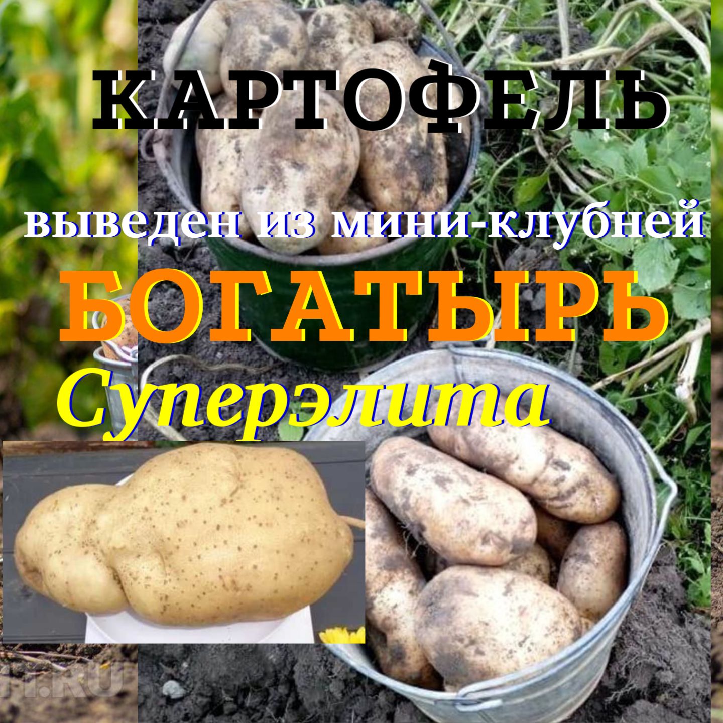 Картофель богатырь фото Клубни Картофель купить по выгодной цене в интернет-магазине OZON (891174527)