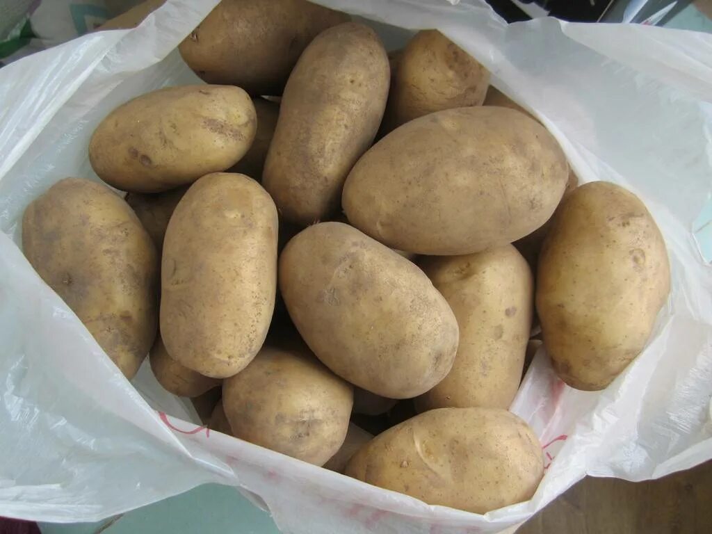 Картофель богатырь фото Картофель семенной сорт Сынок (Богатырь) репродукция суперэлита ( 0,5кг ) Дачная