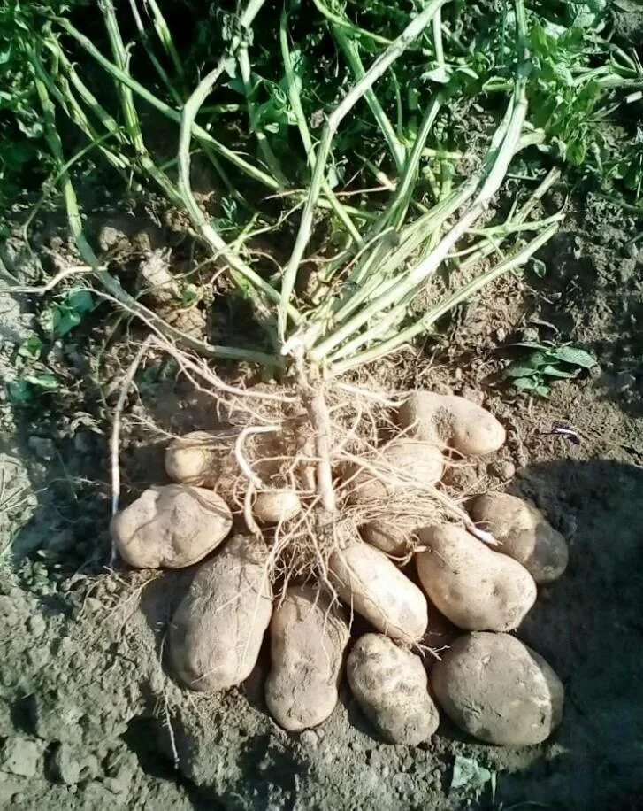 Картофель богатырь фото Картофель семенной сорт Сынок (Богатырь) репродукция суперэлита ( 0,5кг ) Дачная