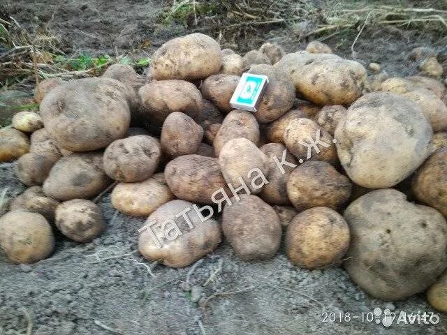 Картофель богатырь фото Картофель сынок богатырь фото - Arhids.ru