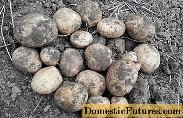 Картофель богатырь фото Potatoes Sonny: variety description, photos, reviews - housework - 2024