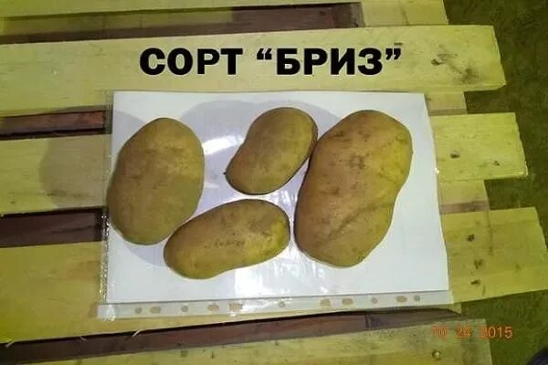 Картофель бриз фото ✅ Potato Breeze: cultivation, diseases and pests, variety characteristics with p