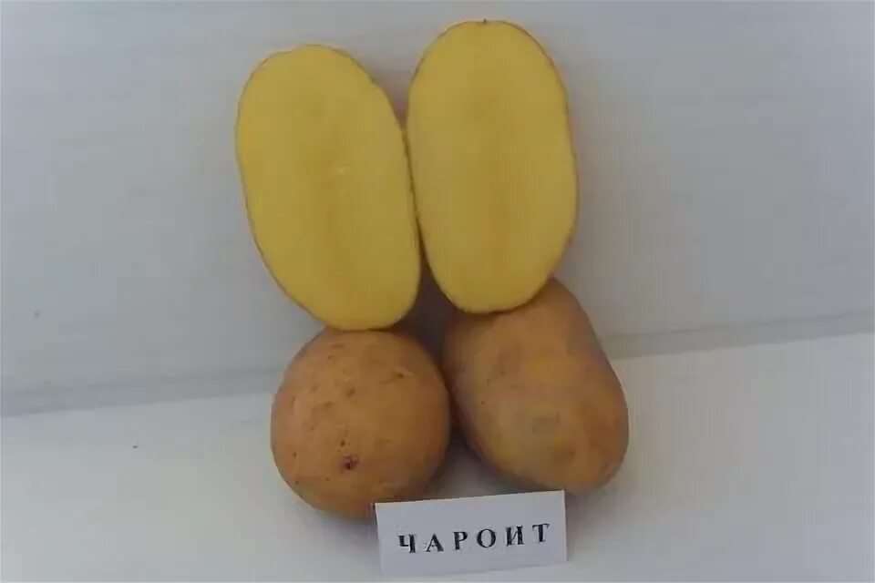 Картофель чародей описание сорта фото Сорта картофеля с высоким содержанием крахмала, которые отлично подходят для при