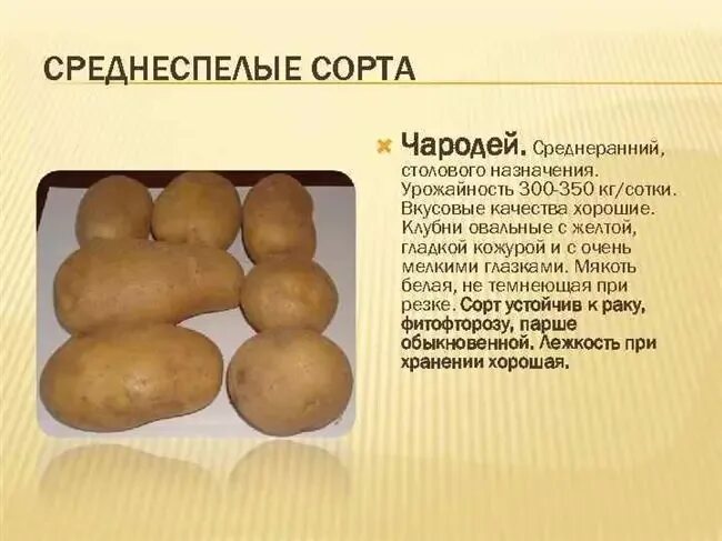 Картофель чародей описание сорта фото Картофель Чародейка: описание сорта, фото, урожайность, отзывы