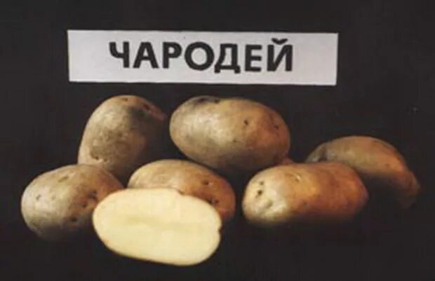 Картофель чародей описание сорта фото Сорт картофеля "Чародей" - описание и фото
