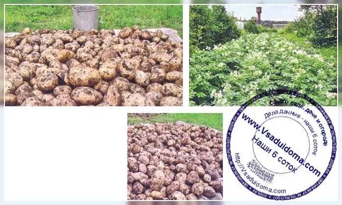 Картофель чародей описание сорта фото Potato variety Wizard - photo and description A site about a garden, a summer re
