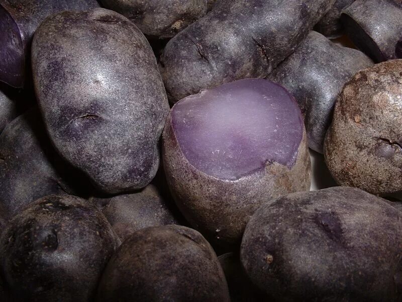 Картофель чугунка фото File:PurplePeruvianPotatoes.jpg - Wikipedia