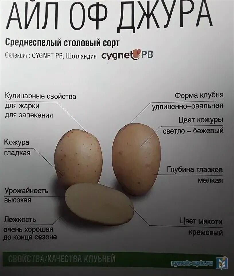 Картофель джура описание сорта фото отзывы Фотографии картофеля сорта Лина Планета земля Фотогалерея природы на dia-logika.