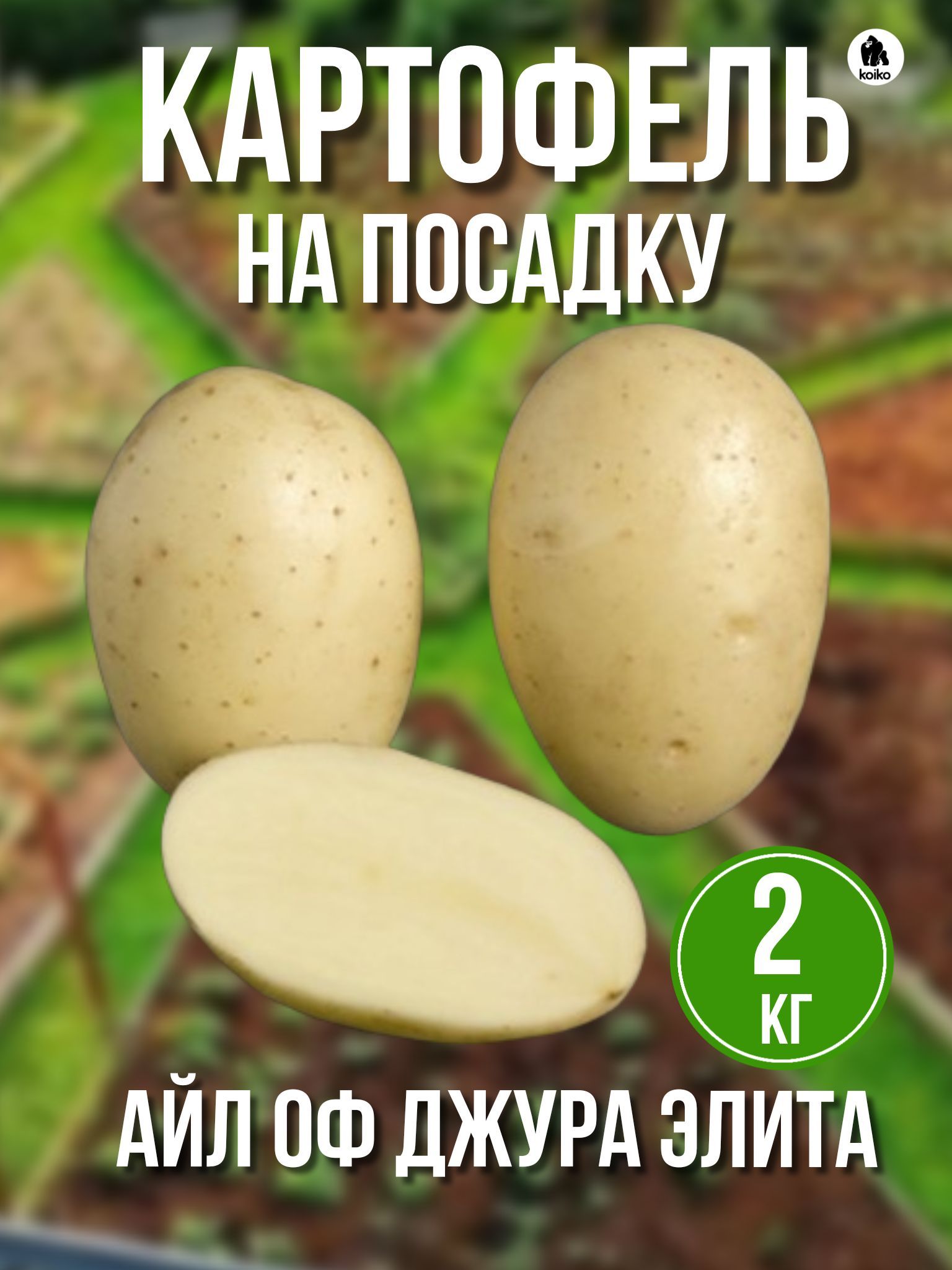 Картофель джура описание сорта фото отзывы Луковицы Картофель koiko купить по выгодной цене в интернет-магазине OZON (94727