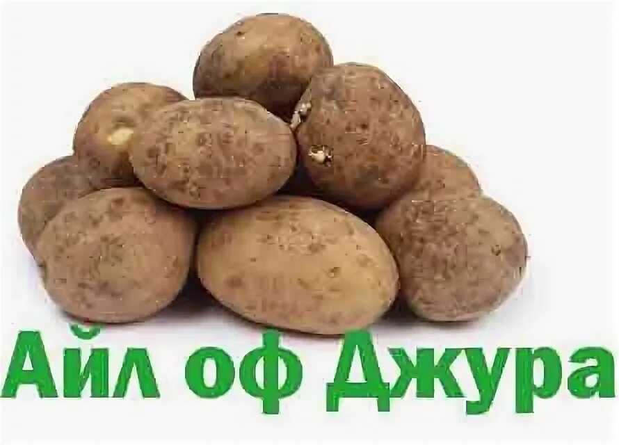 Картофель джура описание сорта фото отзывы Картофель Айл оф Джура купить в Новосибирске от Наутилус: цена, характеристики, 