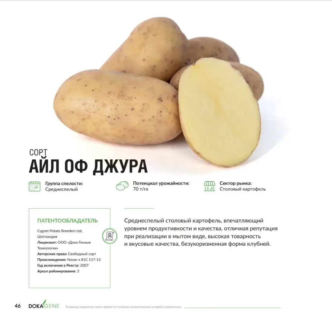 Картофель джура описание сорта фото отзывы Картофель рейнбоу описание сорта фото отзывы фото