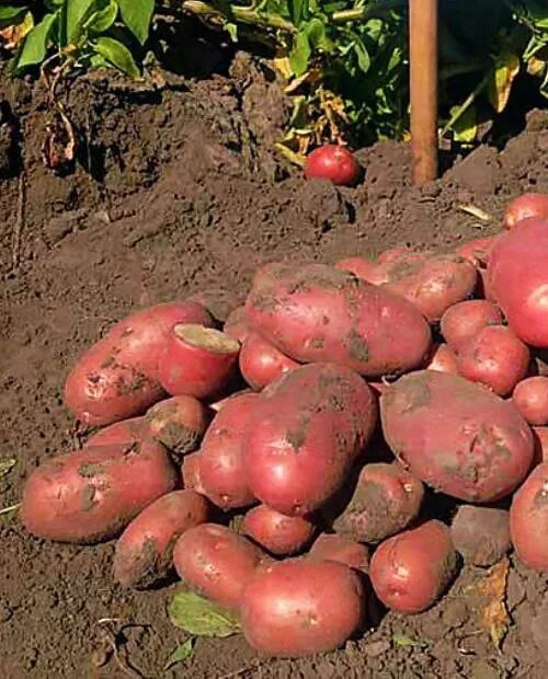 Картофель эволюшен описание сорта фото отзывы Семенной картофель Эволюшн - купить в интернет-магазине Агро-Маркет24