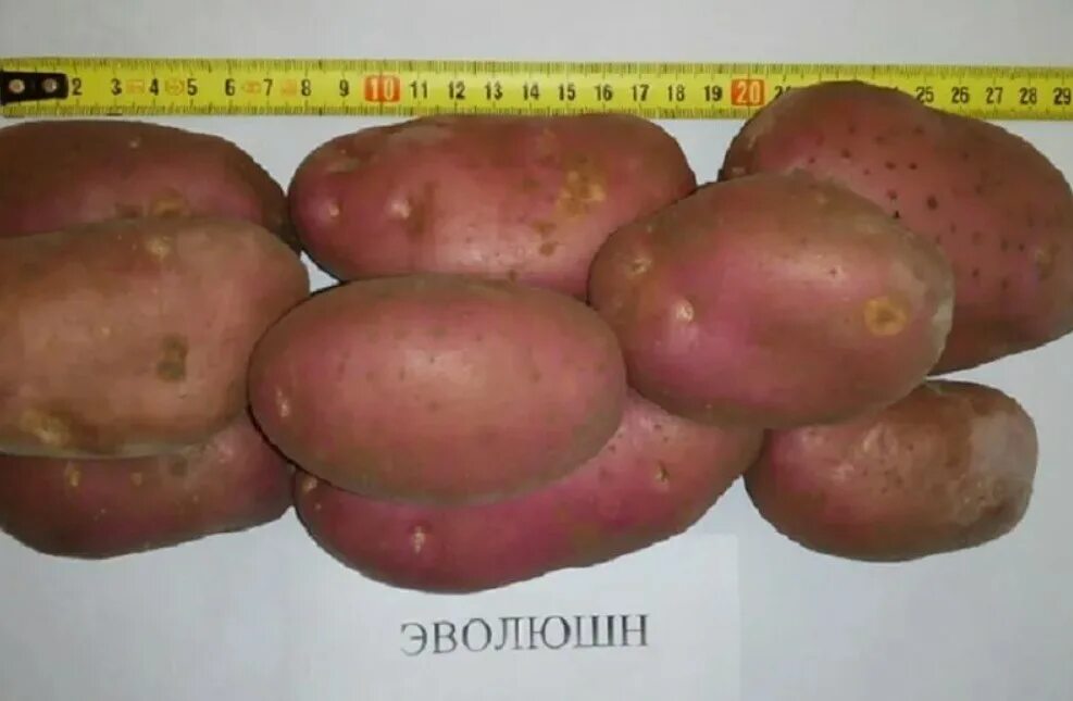Картофель эволюшен описание сорта фото отзывы Сорт картофеля Эволюшн в фотографиях Натуралист Фотогалерея природы на dia-logik