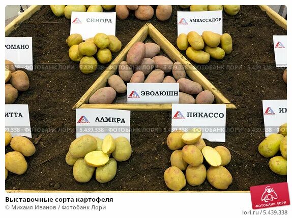 Картофель эволюшен описание сорта фото отзывы Выставочные сорта картофеля (2012 год). Редакционное фото № 5439338, фотограф Ми