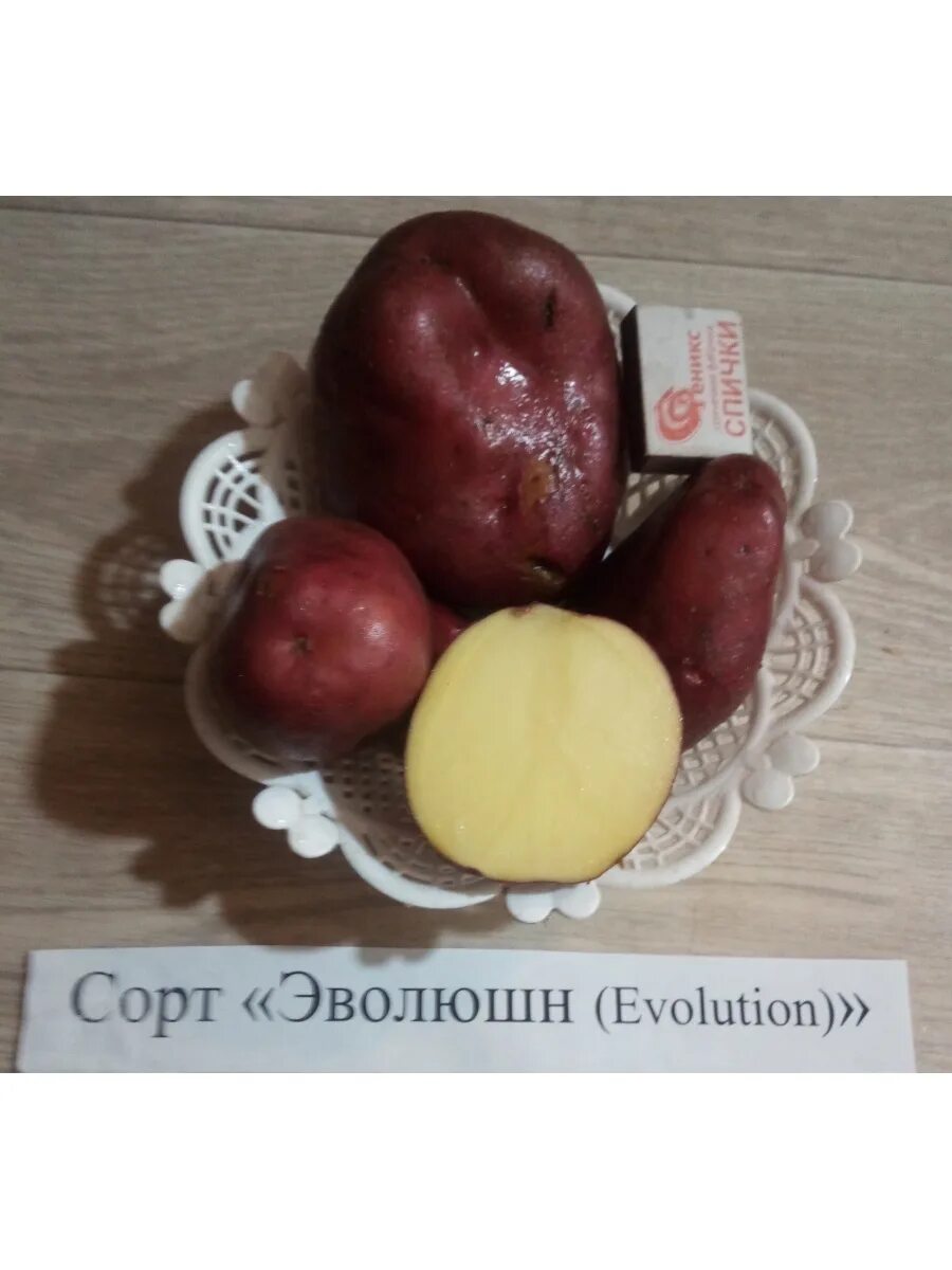 Картофель эволюшен описание сорта фото отзывы Картофель Эволюшен АЛГОР-ЭКОПРОДУКТ 75534653 купить в интернет-магазине Wildberr