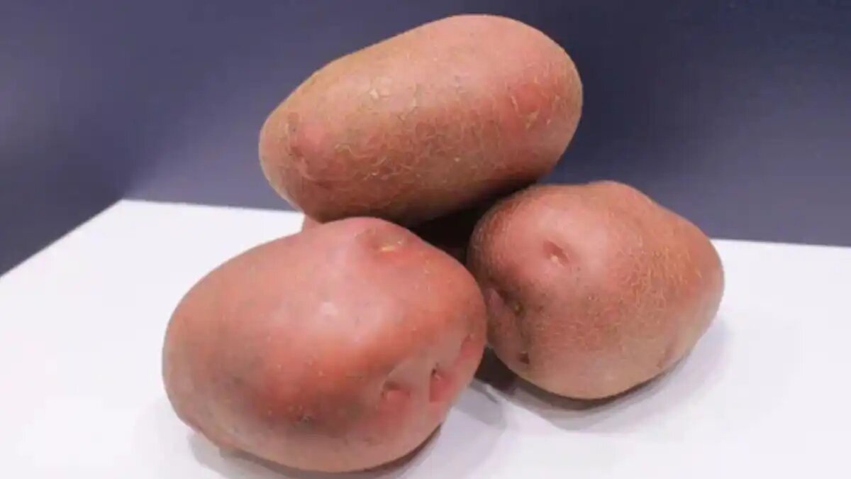 Картофель эволюшен описание сорта фото отзывы На Potato Horti 2024 представлены новинки картофеля уральской селекции ГлавАгрон