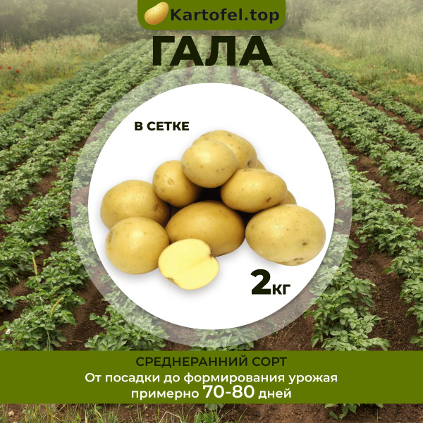 Картофель гала характеристика вкусовые качества фото Картофель Kartofel.top гала - купить по выгодным ценам в интернет-магазине OZON 