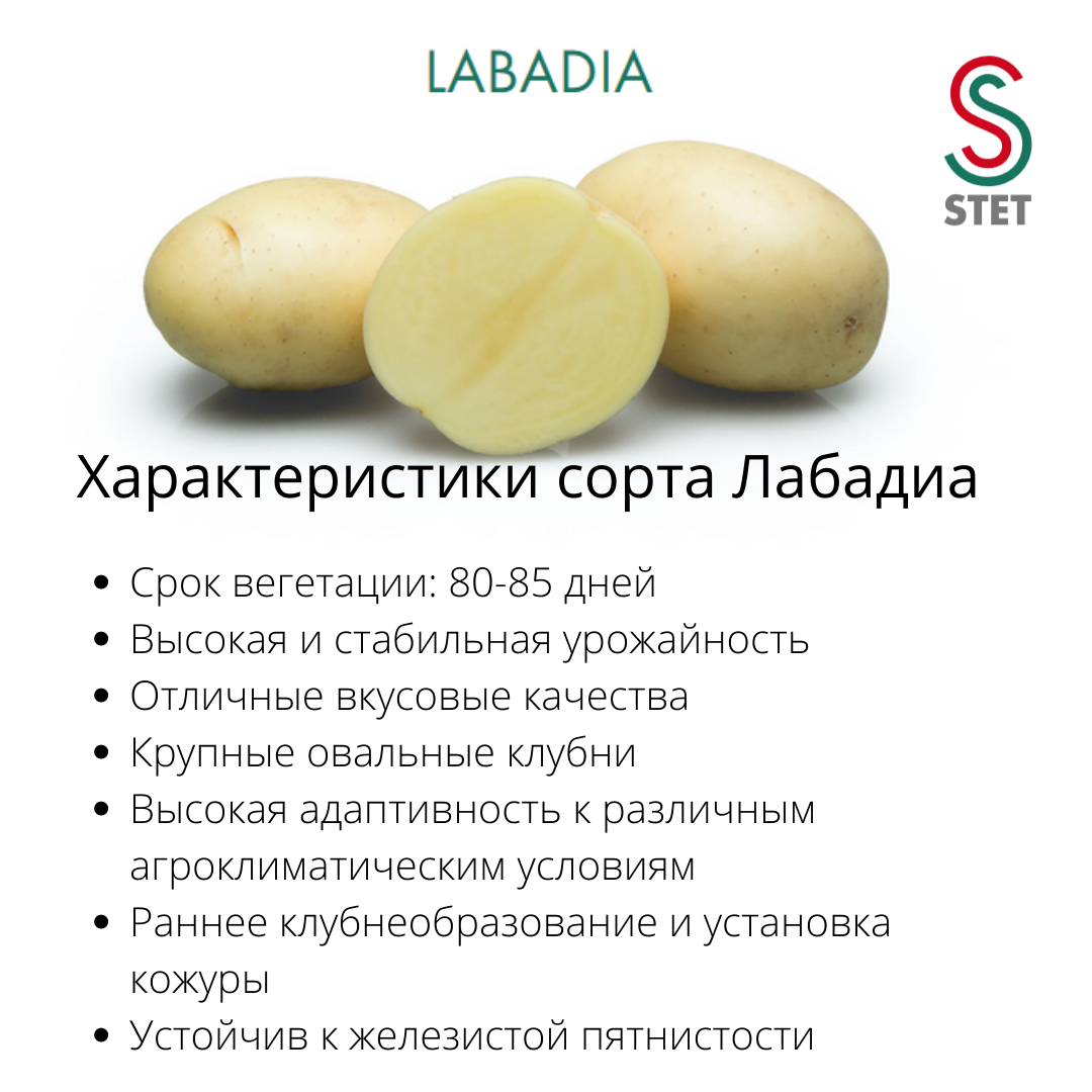 Картофель гала характеристика вкусовые качества фото Сорта картофеля вкусовые качества