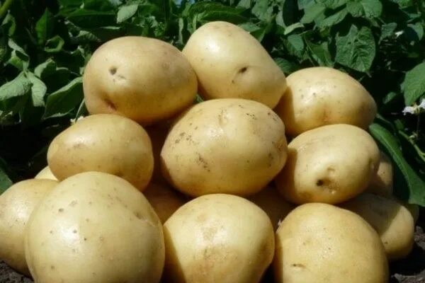 Картофель гала описание сорта фото отзывы сроки Картофель "Гала" описание сорта, характеристики, фото отчет - Megasad - интернет